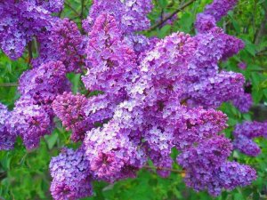 301993_435776396513764_1411645244_n