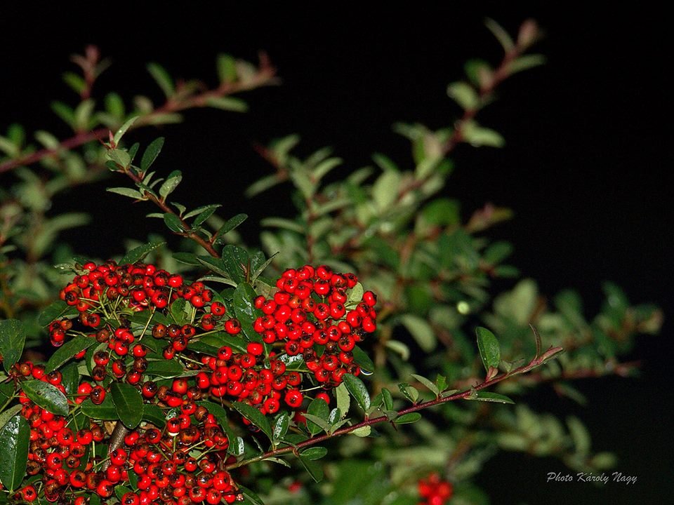 Nagy Károly-tűztövis