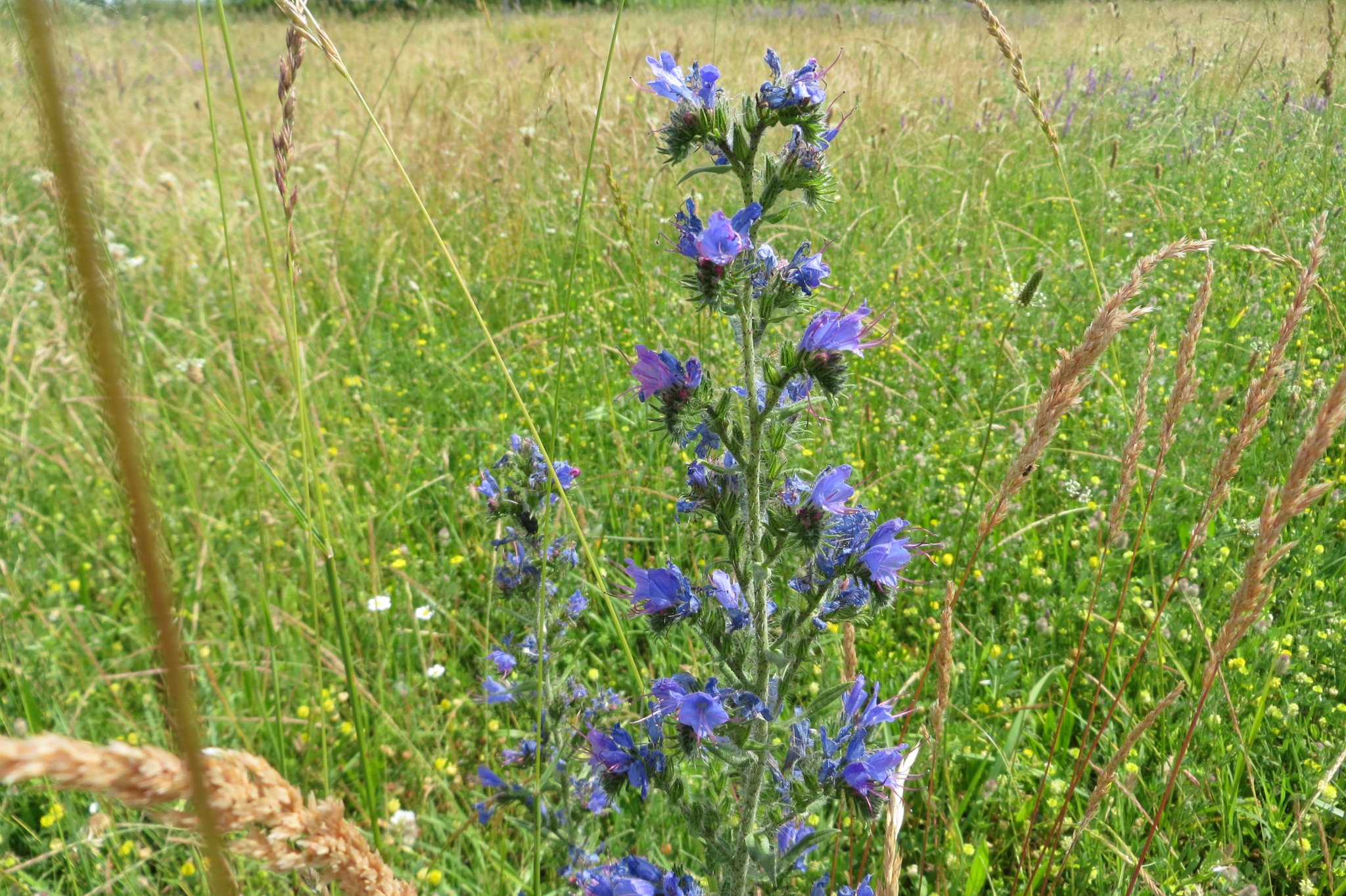 2014. juniusi fotók 057